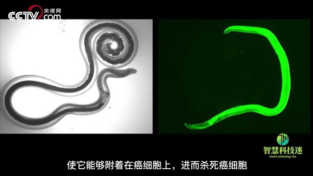 食用蠕虫或能治疗癌症?科学家利用蠕虫杀死癌细胞