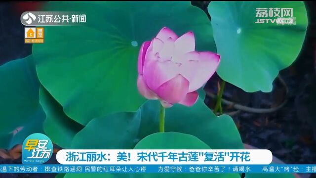 浙江丽水:美不胜收!宋代千年古莲“复活”开花