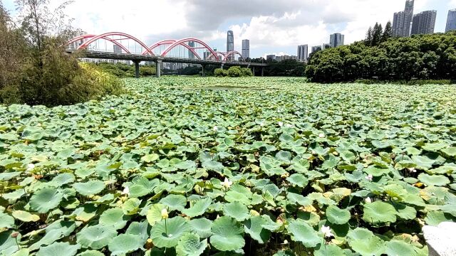 深圳市洪湖公园赏菏花