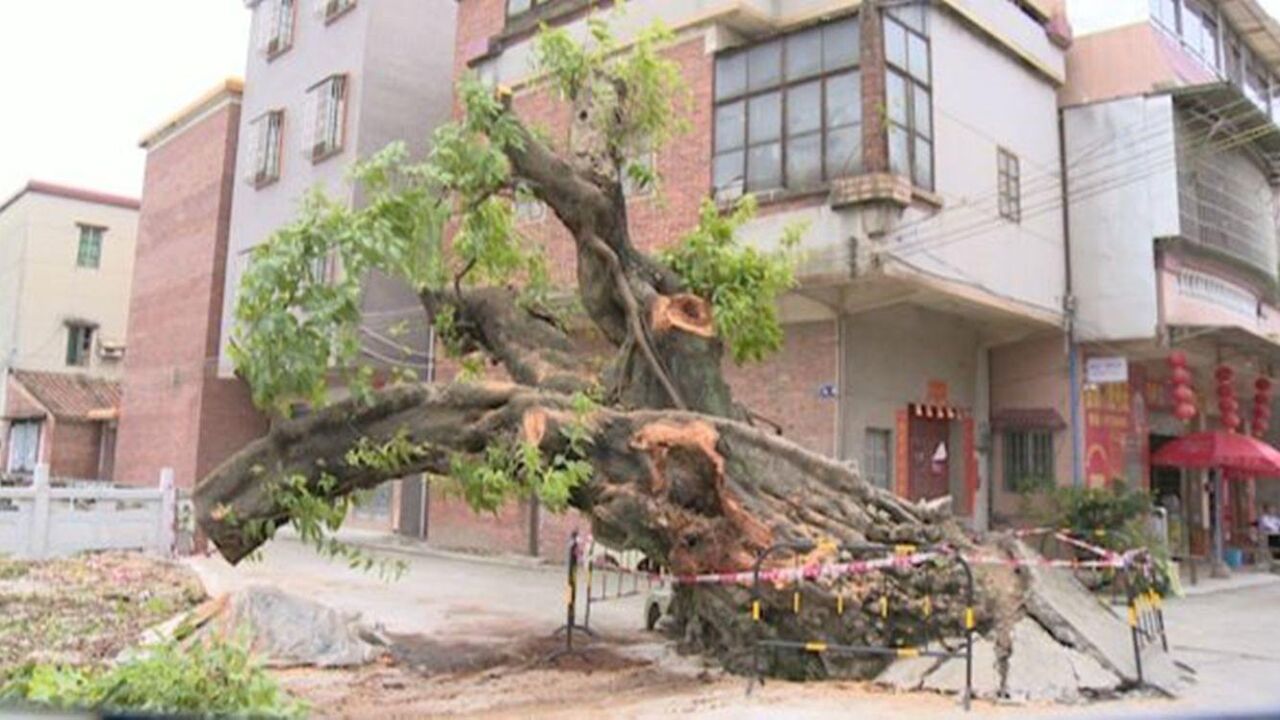 佛山三水遭遇暴雨大风,一棵120年古树被连根拔起