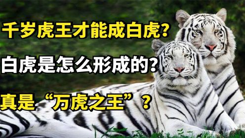 千岁虎王才能成白虎？白虎是怎么形成的？真是族群的万虎之王？