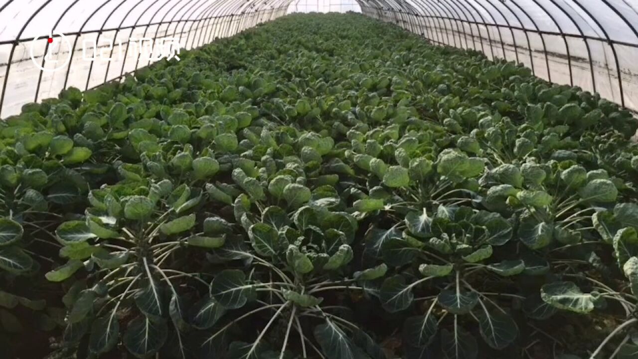 上海首次批量种植迷你卷心菜:重仅815克,年底可尝鲜