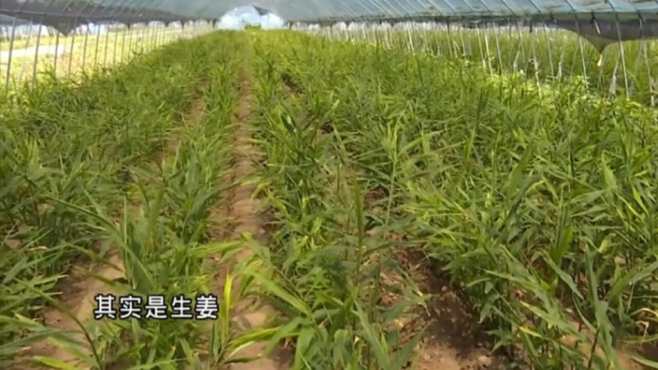 “保险+”助力乡村振兴!天津市首单“生姜保险”落地!