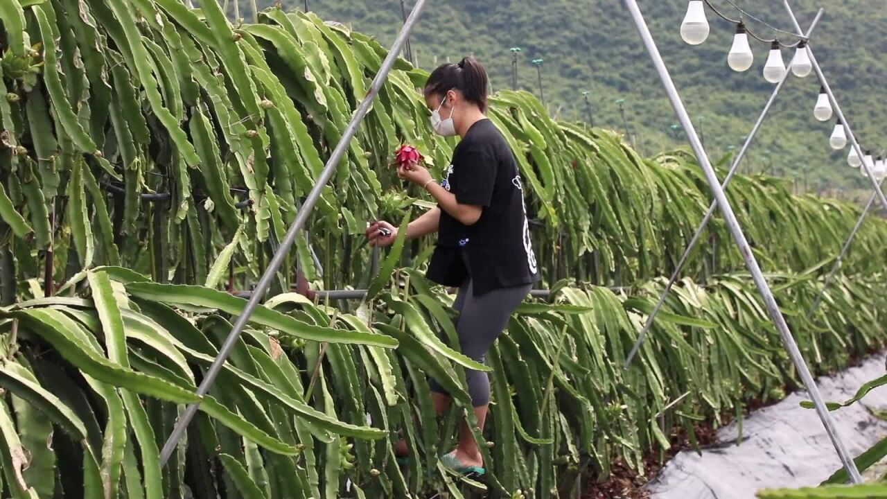 (电视通稿ⷥ›𝥆…ⷧ侤𜚩三亚:多渠道解决农产品滞销难题