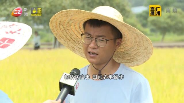 艾米稻香小镇夏粮丰收 科技赋能农业守护粮食安全