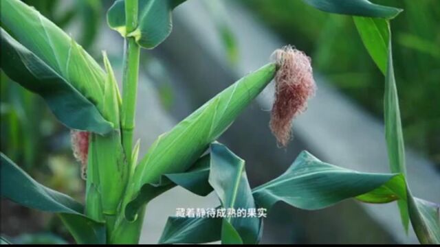 二十四节气——立秋