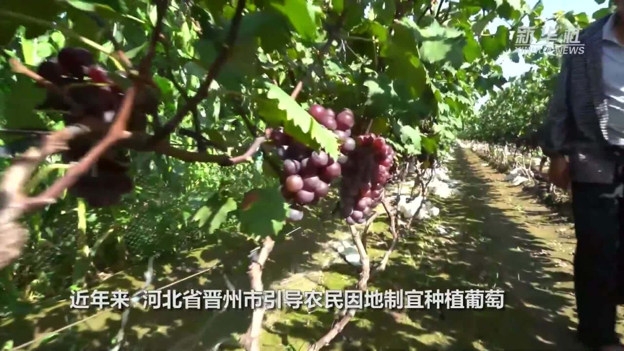 河北晋州:葡萄成熟果农采摘忙