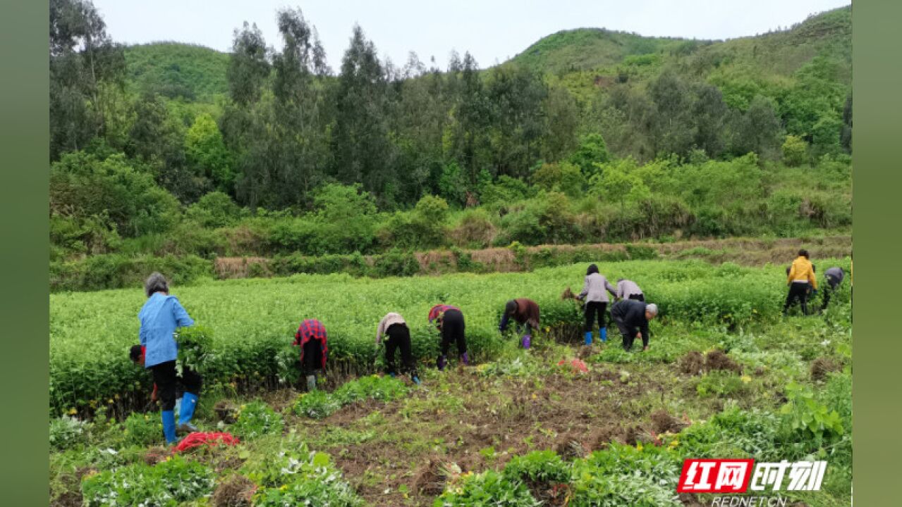 宜章县黄沙镇:小小艾草成“致富宝”