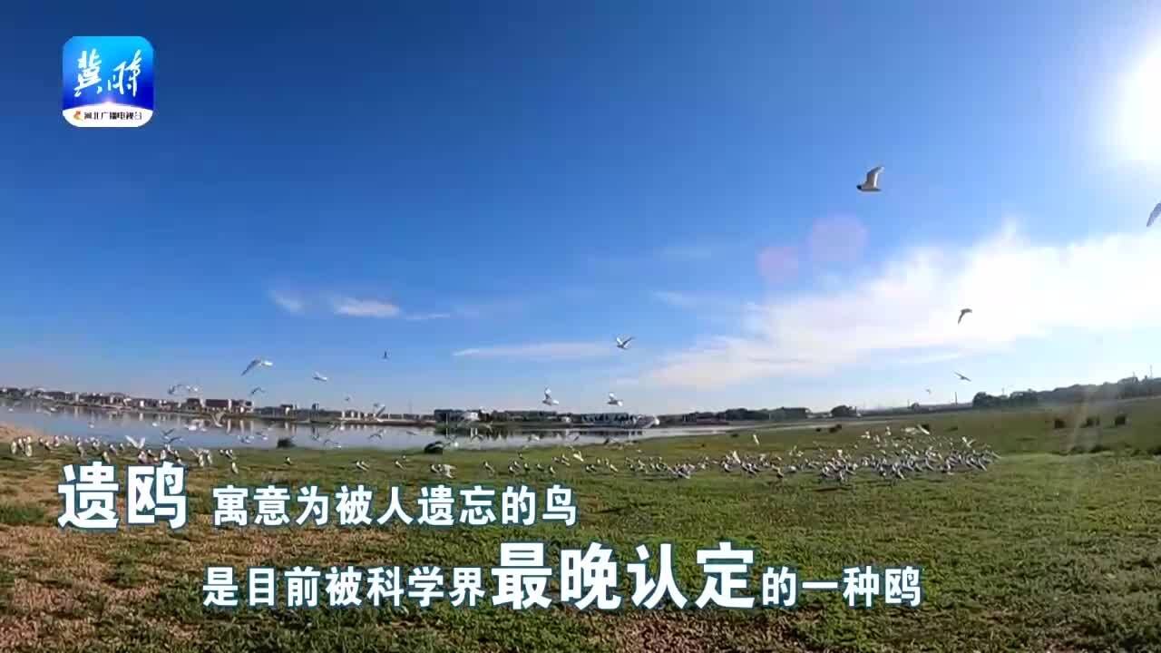 【创意微视频】遗鸥天堂 美丽康保