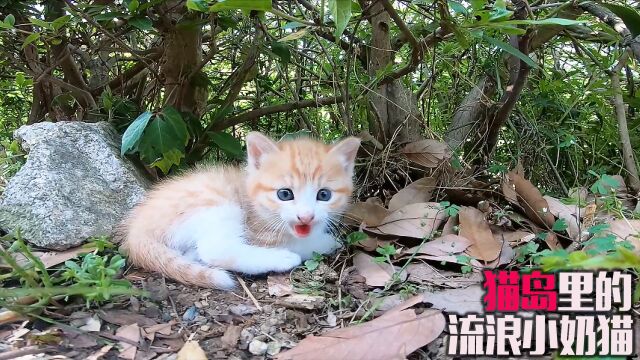 日本的一座猫岛上,有上千只流浪猫,他们温顺跟人类和平共处