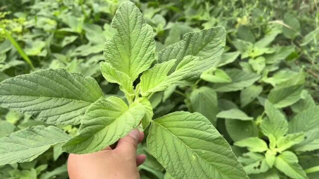 这种野菜在农村成了“抢手菜”,它竟有这么大用途,很多人不知道