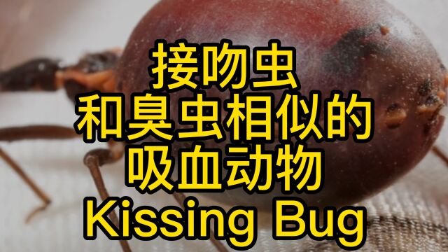 接吻虫Kissing Bug: 和臭虫相似的吸血动物 