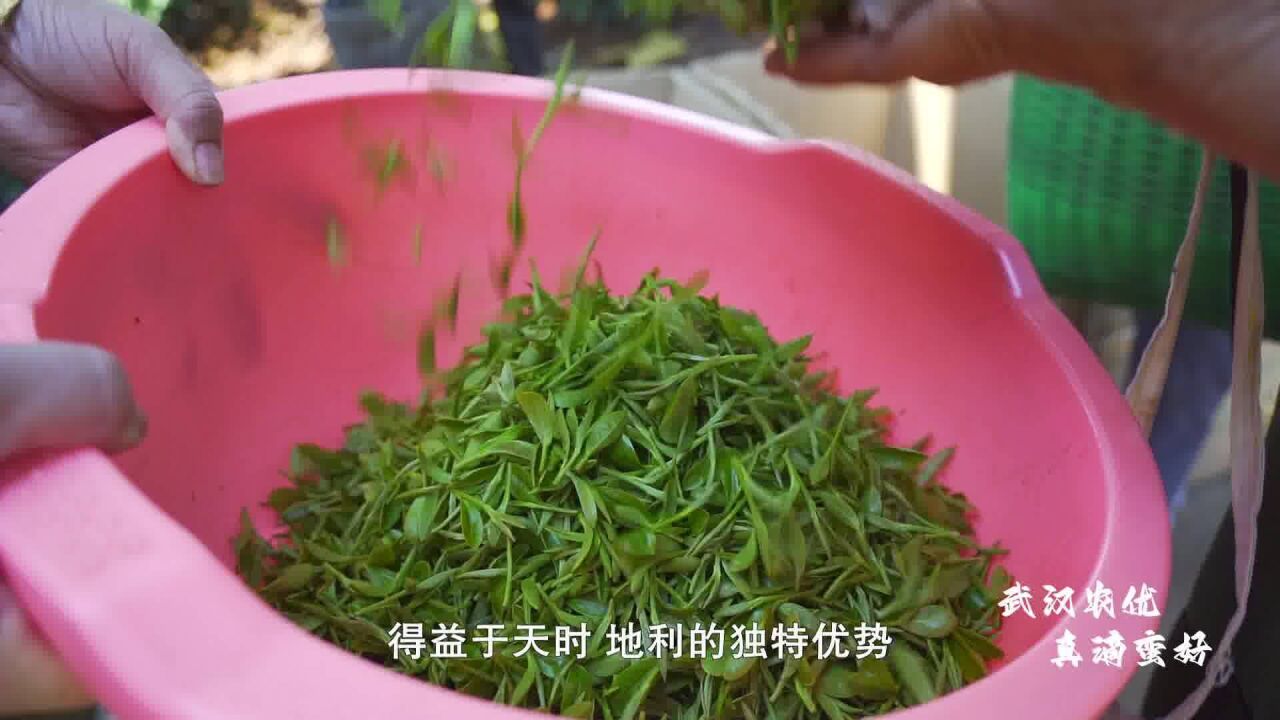 武汉优质农产品——江夏光明茶:人和出好茶