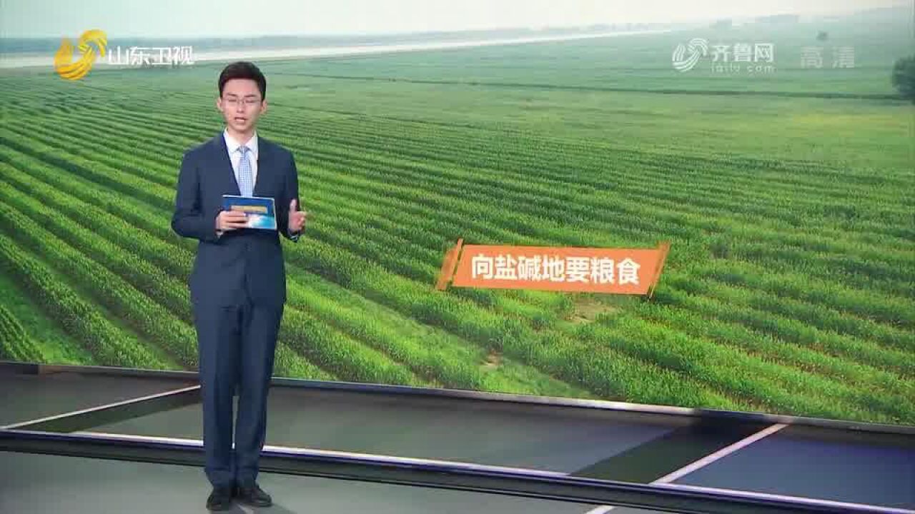 喜迎二十大丨山东:推广新技术新品种 向盐碱地要粮食