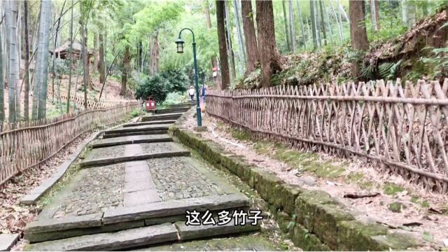 从黄龙洞出发经栖霞岭到西湖,杭州宝石山的这条爬山路线你走过吗