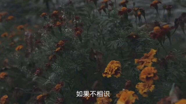 在意你的人