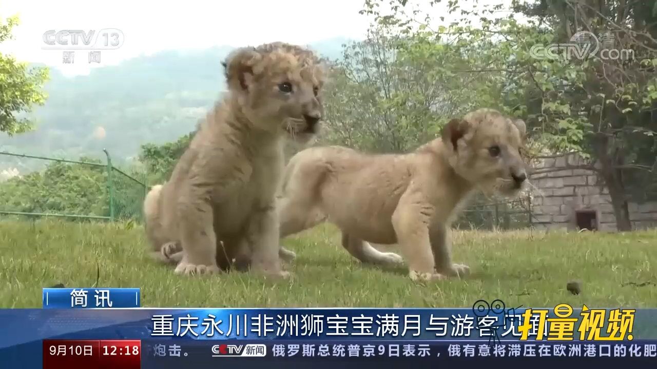 可爱!重庆永川:非洲狮宝宝满月与游客见面