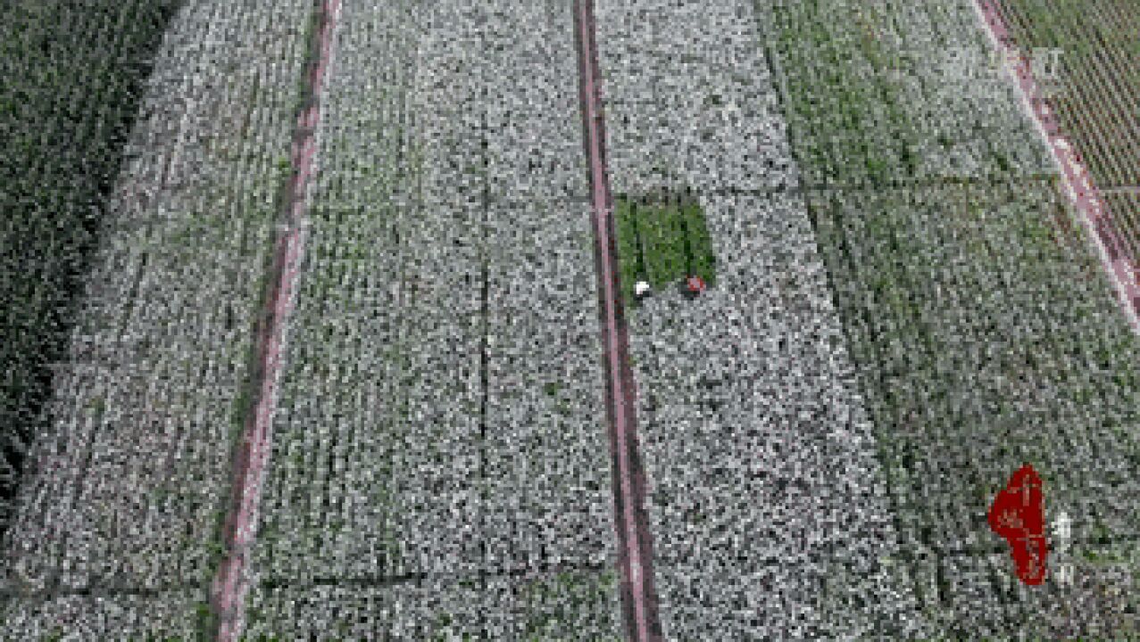 千城百县看中国|河北望都:韭菜花盛放 芬芳助增收