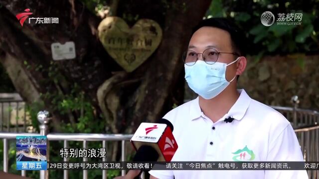 寻找最美古树群 守护绿色活文物 东莞:清溪古树群“百年好合树