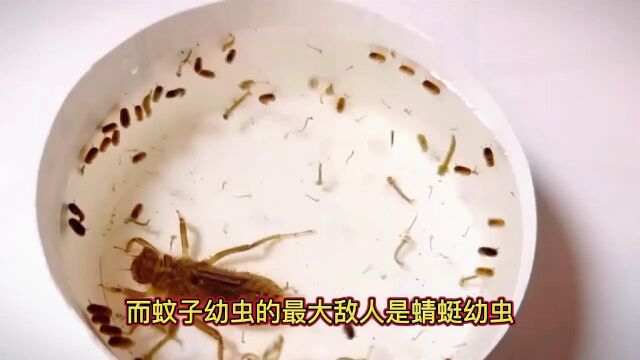 蜻蜓幼虫VS100蚊子幼虫?给蜻蜓幼虫捕捉100只蚊子,不料差点吃撑