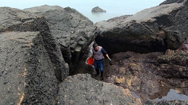 阿阳趁退潮登孤岛赶海,小小水坑发现10几种海鲜,还抓到石头蟹王