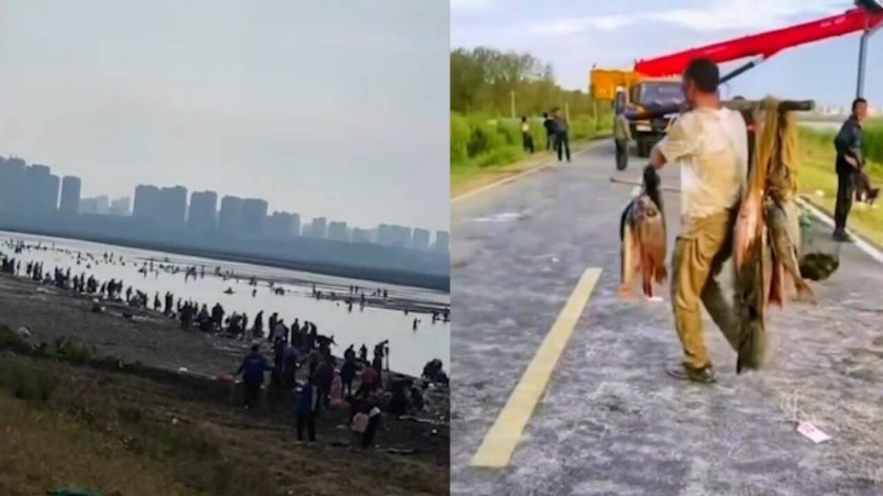 霍邱城西湖水位大降,大鱼唾手可得,当地居民扎堆前来捕鱼