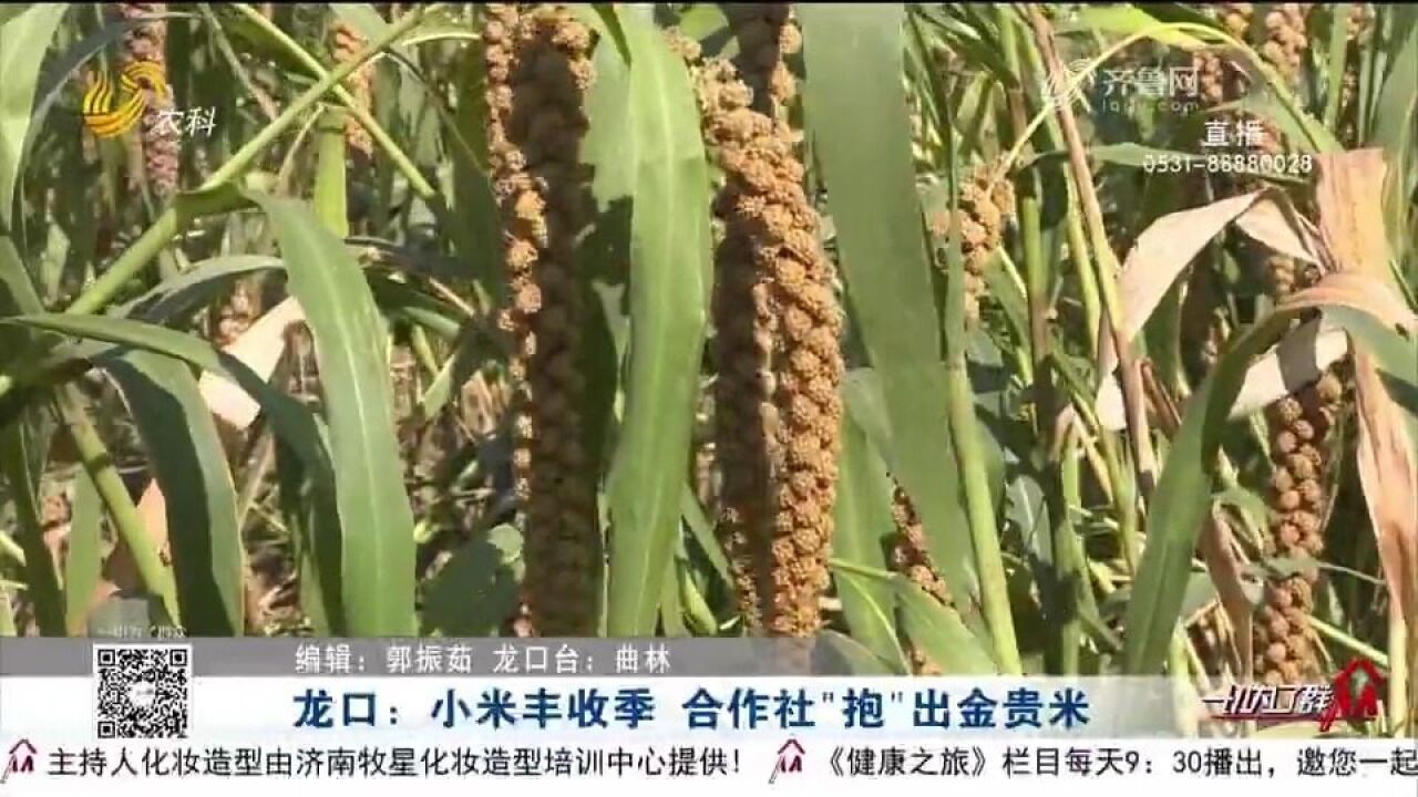 龙口成立合作社种植小米,村民抱团发展,铺就致富增收“黄金路”