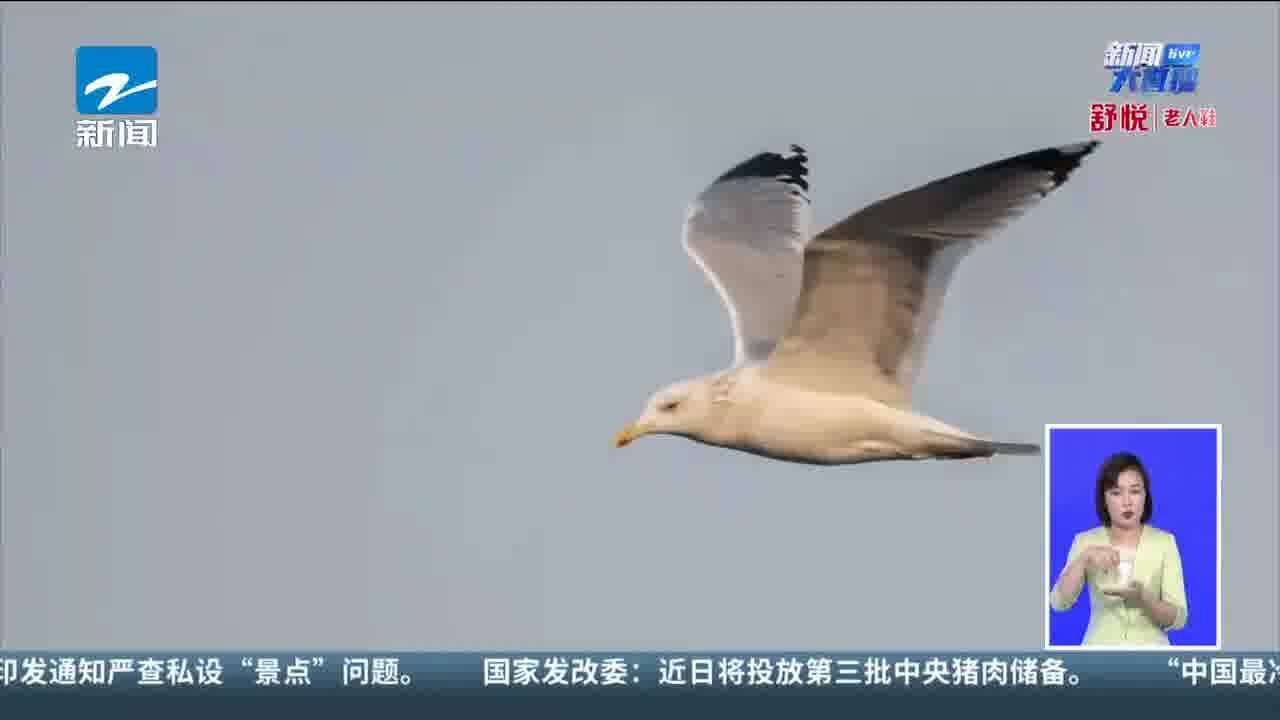 西湖第一波冬候鸟到了 护卫队:它今年脱单了!