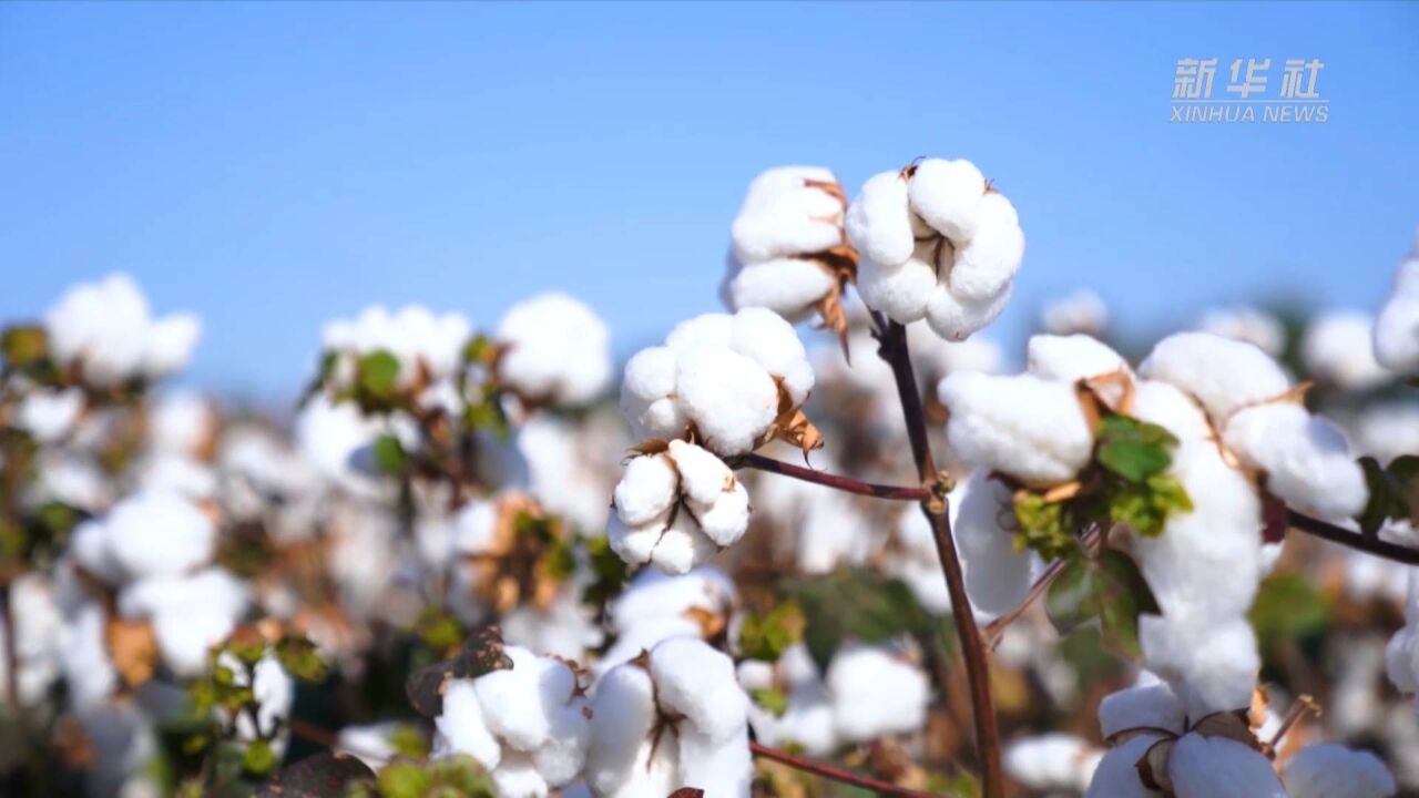 秋收见闻|新疆进入棉花采收季