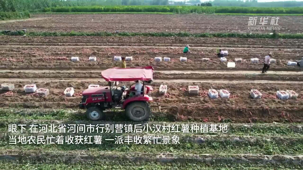 河北河间:红薯种植助农增收