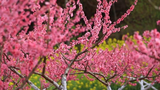 寺外桃源讲花卉 第十二集《桃花的作用与功效》