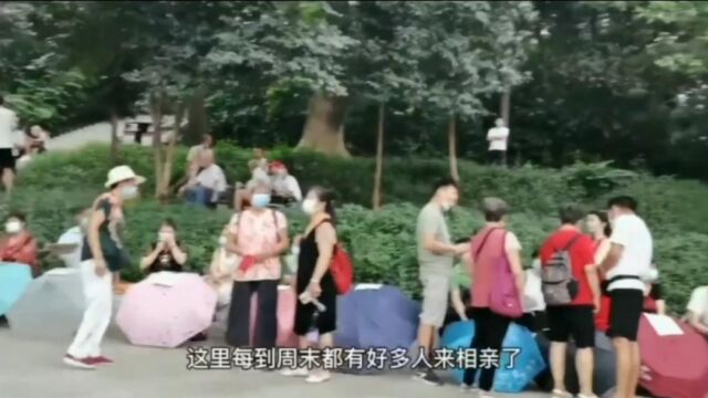 广州天河公园相亲角,明码标价场面火爆,跟赶集买菜一样