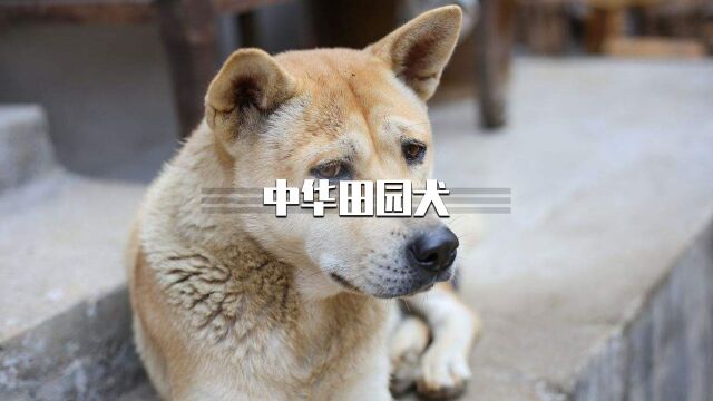 6种中华田园犬,你知道几个呢?