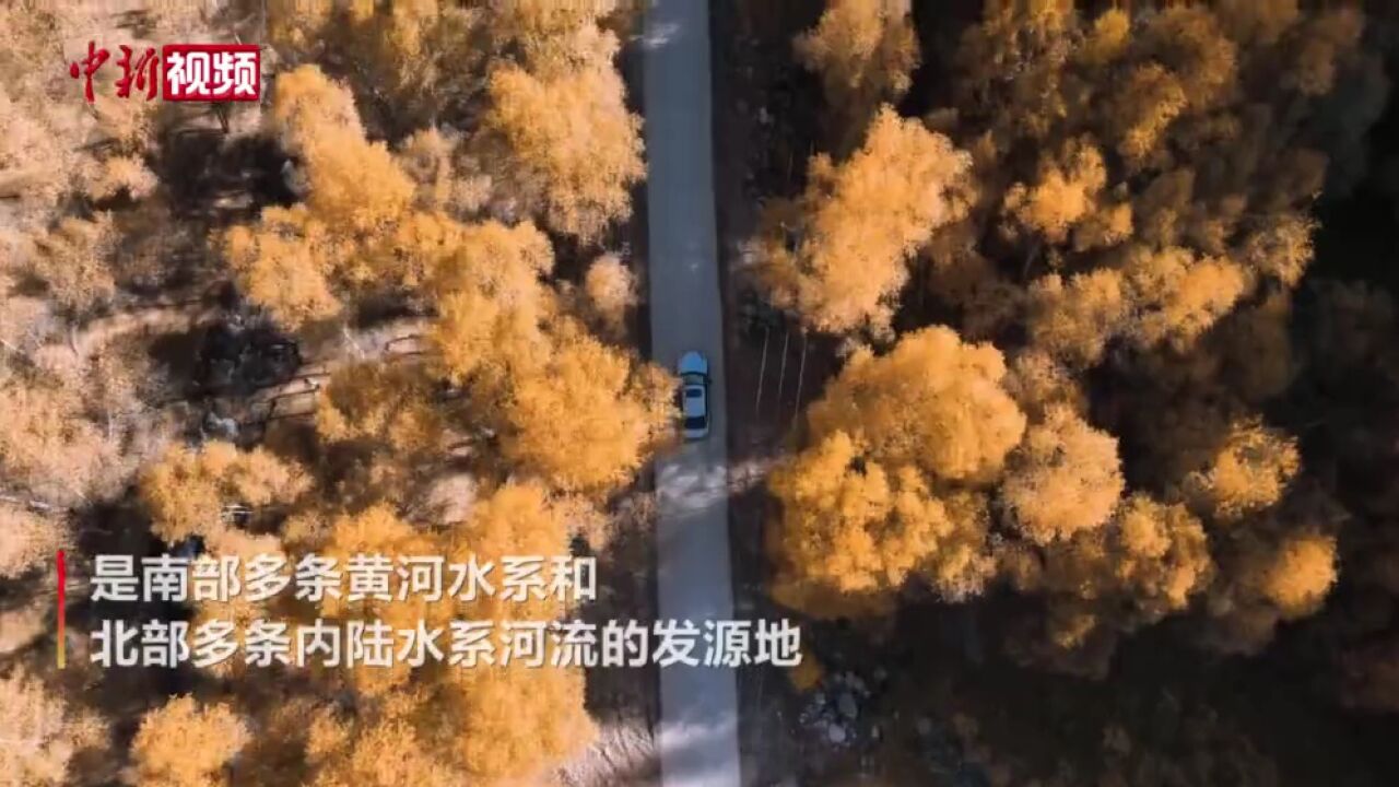 航拍青海面积最大天然林区似“黄金走廊”绵延百里