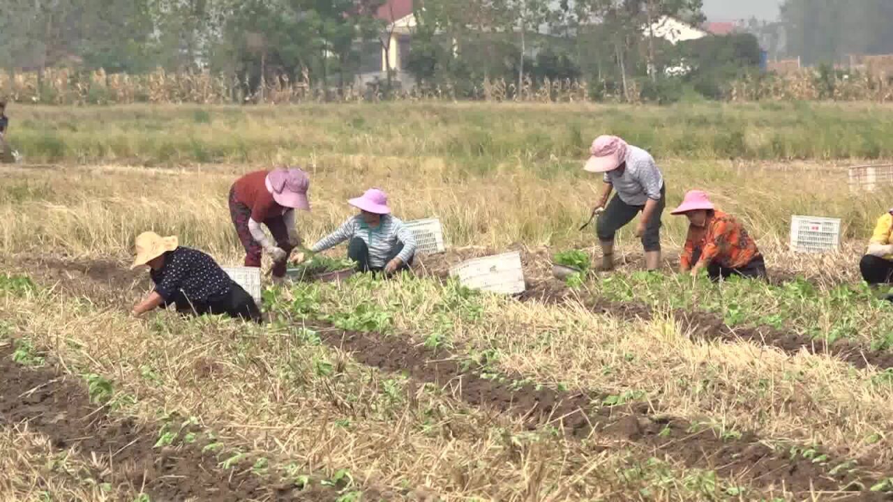 澧县:秋种正当时 菜苔移栽忙