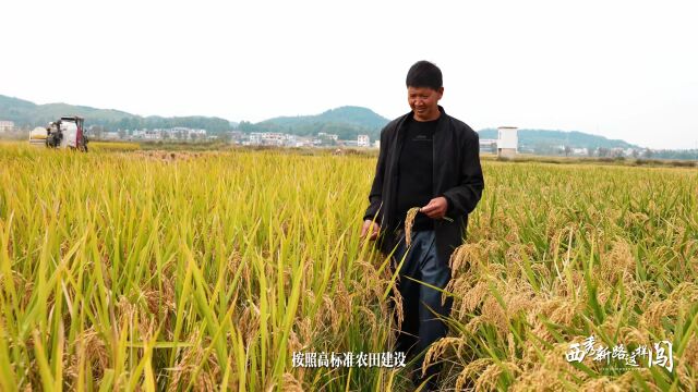 【西秀新路这样闯】西秀区:不负农时秋收忙 颗粒归仓绘“丰”景