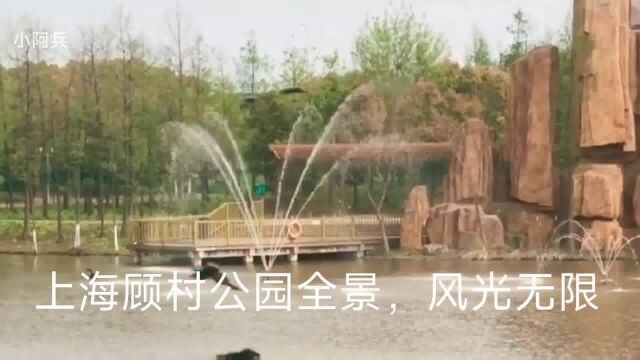 上海顾村公园全景,风光无限