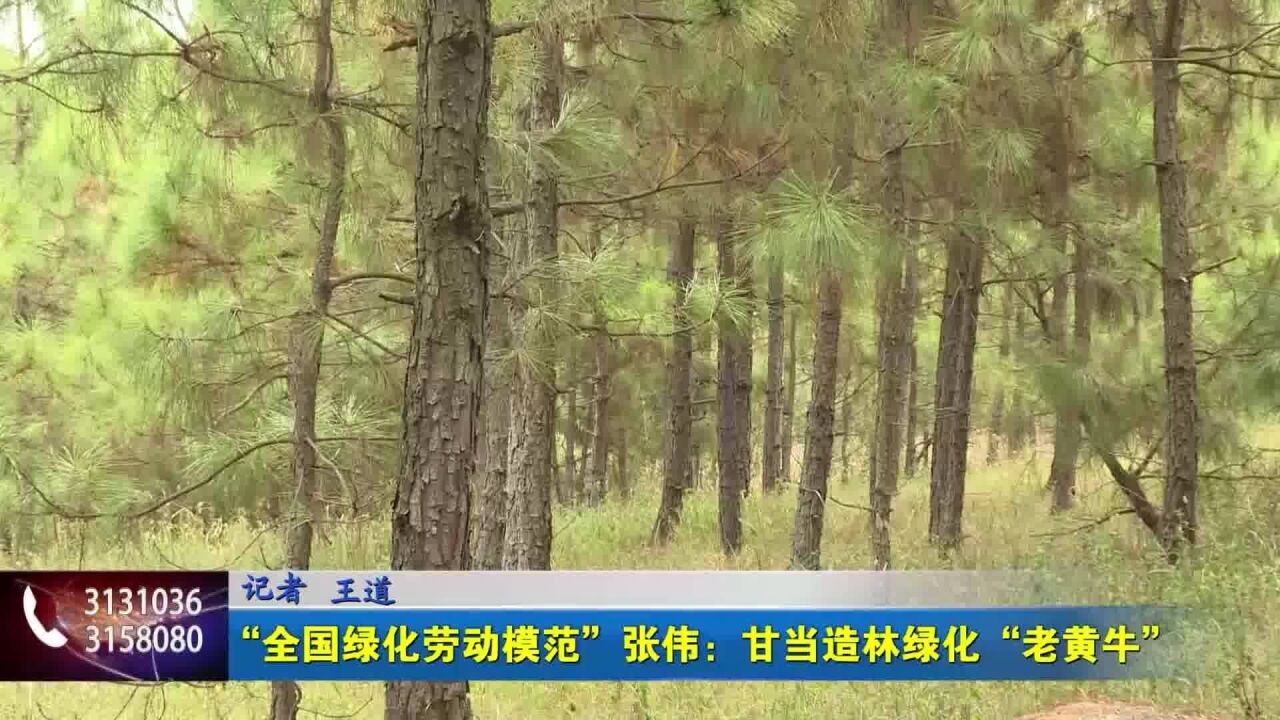 “全国绿化劳动模范”张伟:甘当造林绿化“老黄牛”