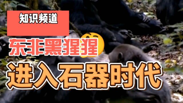 东非黑猩猩进入石器时代?他们会超越人类生活在地球上吗,别太天真