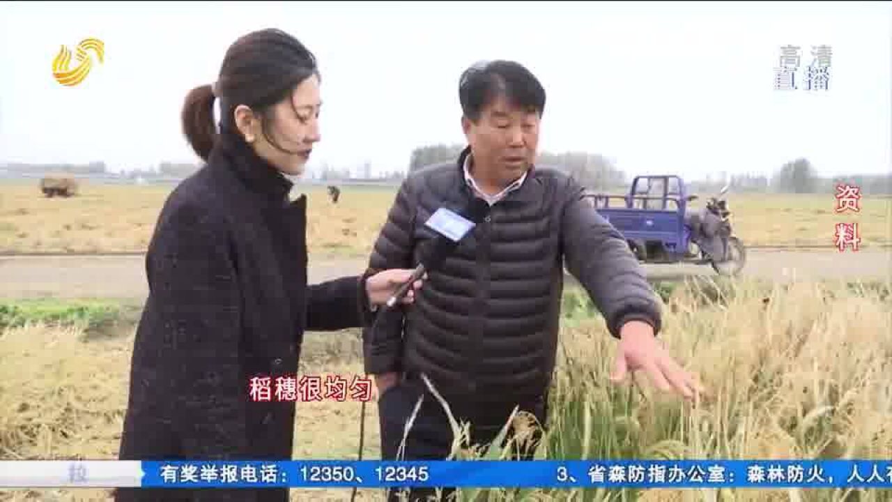 耿洪强:试种新品种、引进种植新技术,精细管理实现水稻大丰收