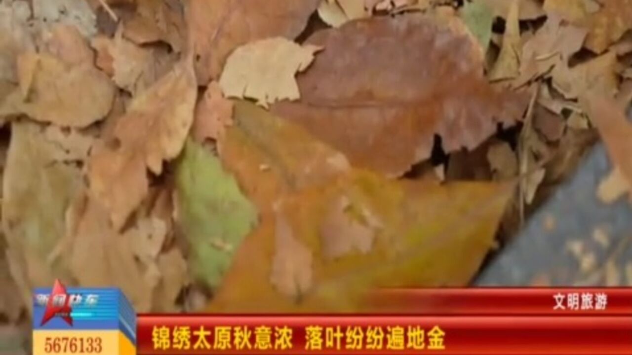 锦绣太原秋意浓,落叶纷纷遍地金