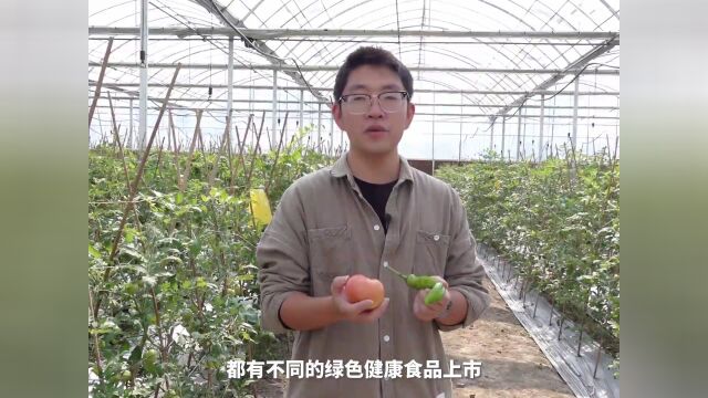 上榜啦!太仓“蔬菜村”成全省园艺作物标准园优等生