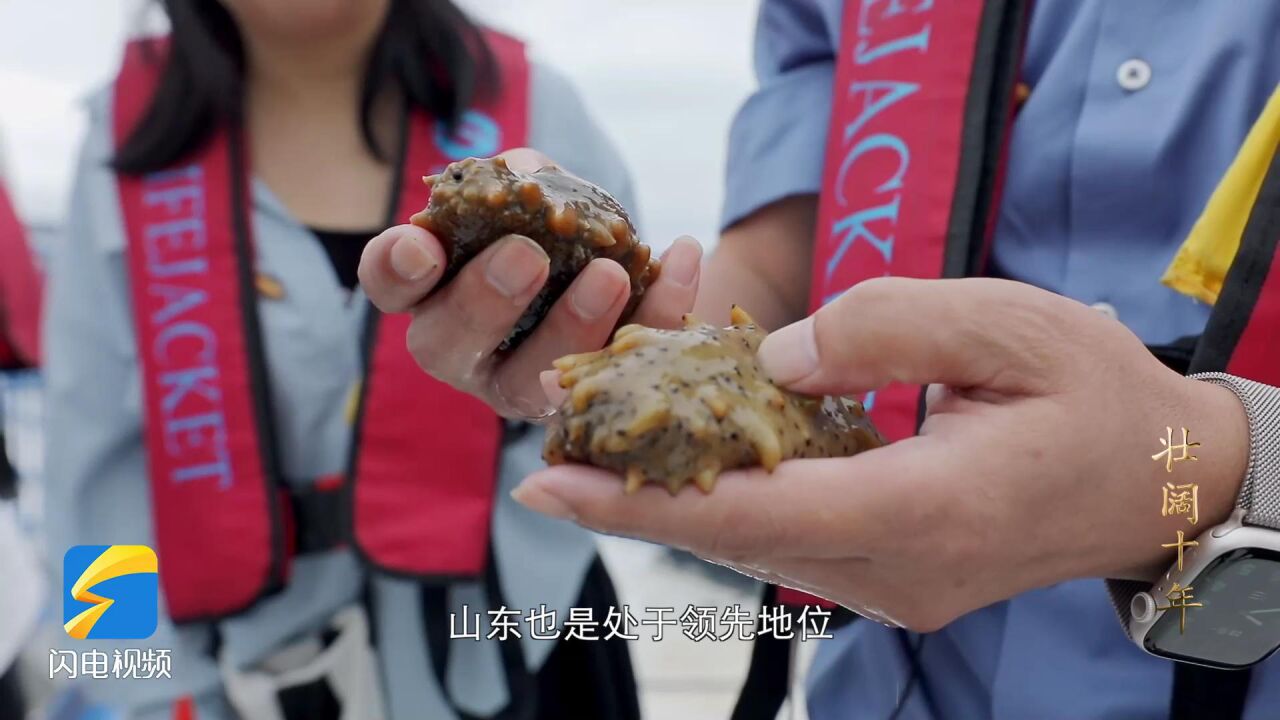 壮阔十年丨深耕碧海 牧渔未来 山东“百箱计划”打造高效海洋牧场