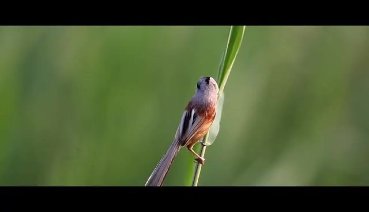 山东高青:在河之洲 鸟之天堂