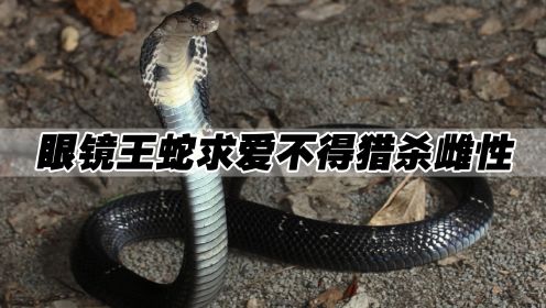 雄性眼镜王蛇求爱失败，会杀死雌性，雌性眼镜王蛇为何宁死不从？
