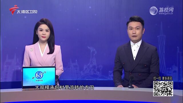 120余万亩晚稻开镰收割 “共富稻”绘就秋日丰收图