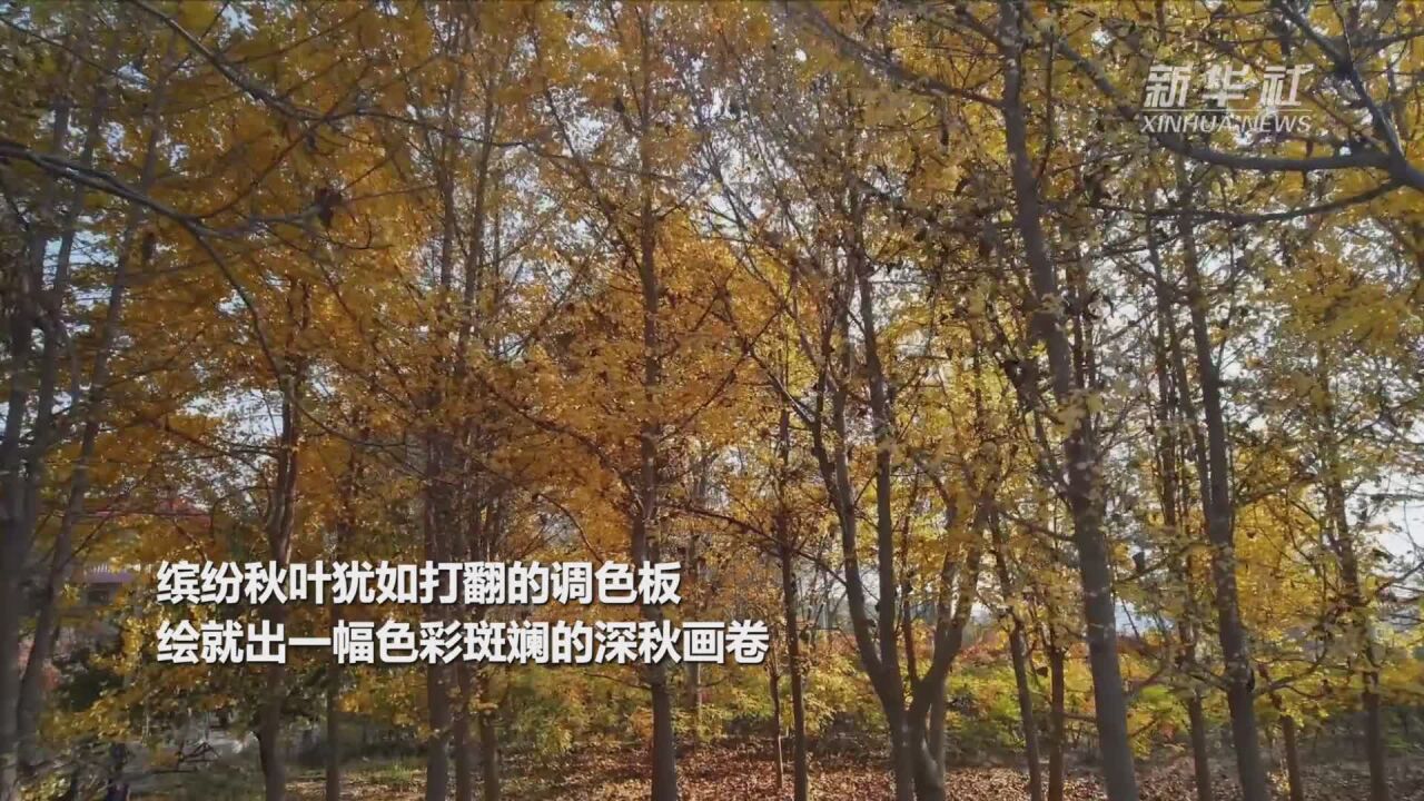 甘肃临夏:深秋美景如画