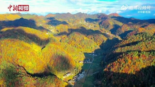 位于秦岭南麓、川陕交界的四川省广元市朝天区曾家山鸳鸯池森林公园3万多亩林海披上了“黄金甲”,迎来了浪漫红叶季,一起来看