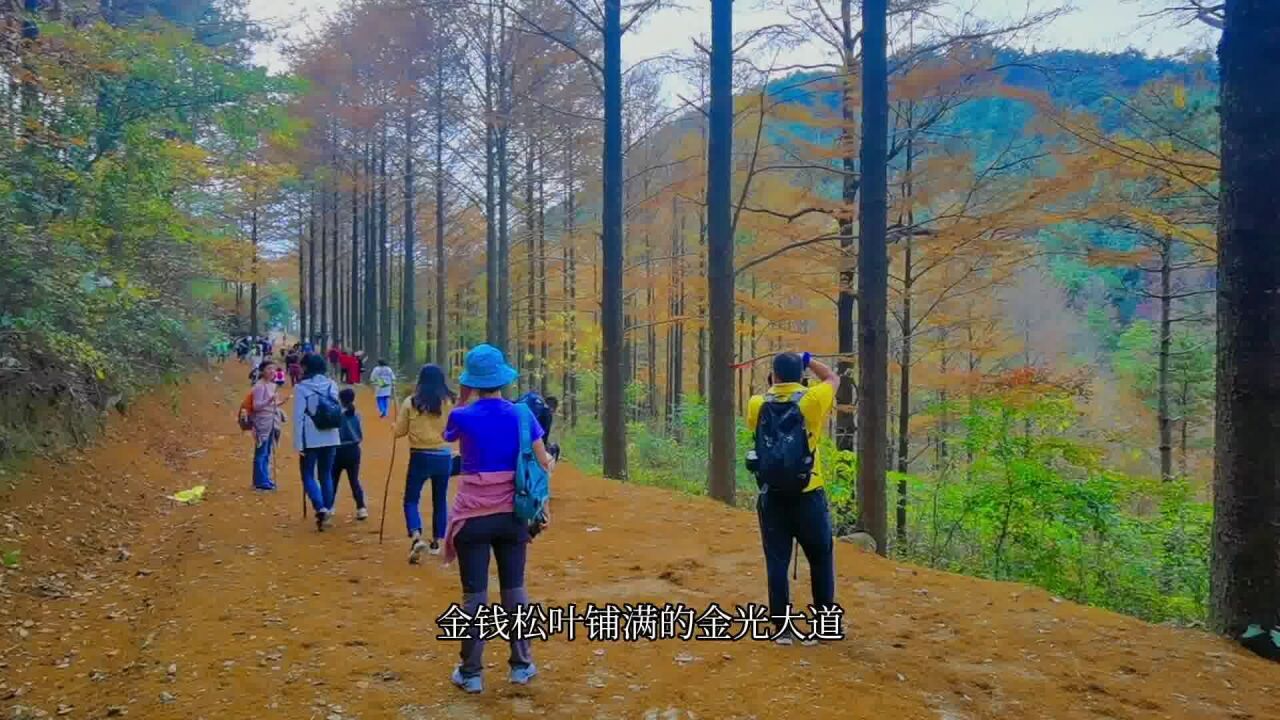 宁波的封神古道,最美金光大道,请抵制汽车糟蹋美景