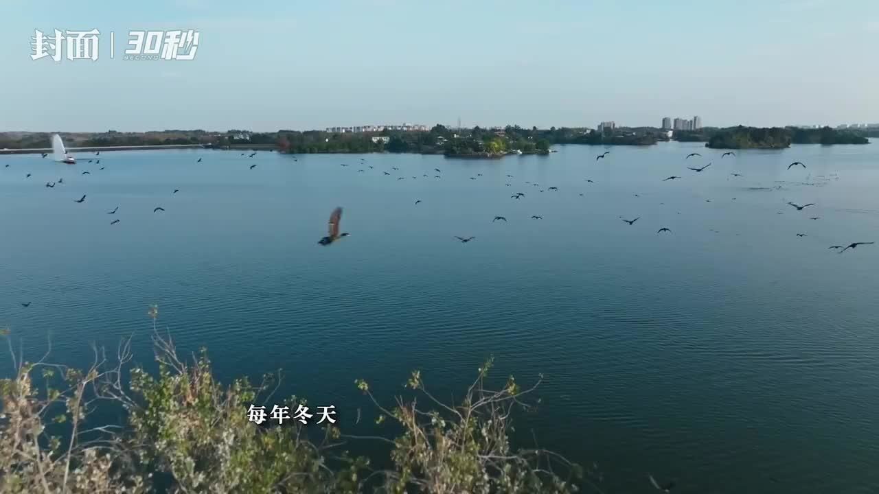 30秒|季节限定美景!红嘴鸥抵达成都东部新区三岔湖区域